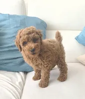 ROSY, a female Poodle - Miniature  for sale in Davie, FL – 2 of 7