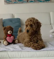 ROSY, a female Poodle - Miniature  for sale in Davie, FL – 4 of 4