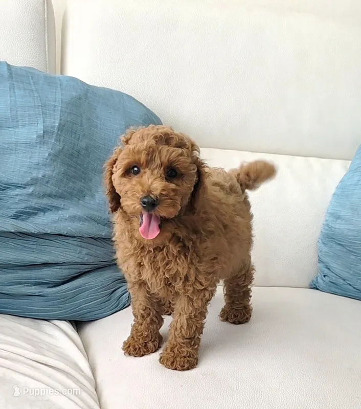 ROSY – Poodle - Miniature  puppy for sale in Davie, FL