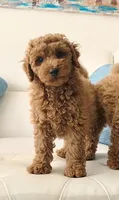 ROSY, a female Poodle - Miniature  for sale in Davie, FL – 7 of 7