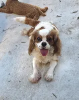 Roxy, a female Cavalier King Charles Spaniel for sale in Davie, FL – 1 of 4