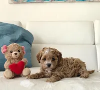 Maple, a female Cavapoo for sale in Davie, FL – Photo 3 of 5