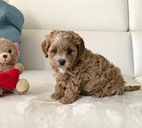 Maple, a female Cavapoo for sale in Davie, FL – Photo 1 of 5