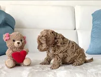 Maple, a female Cavapoo for sale in Davie, FL – Photo 2 of 5