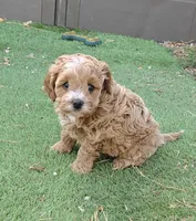 Maple, a female Cavapoo for sale in Davie, FL – Photo 4 of 5