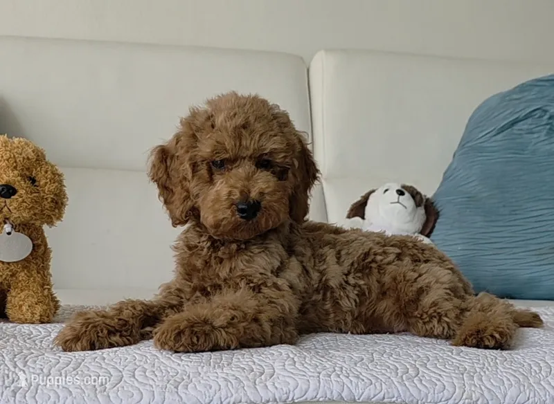 Sunny  – Poodle - Miniature  puppy for sale in Davie, FL