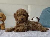 Sunny , a male Poodle - Miniature  for sale in Davie, FL – 1 of 6