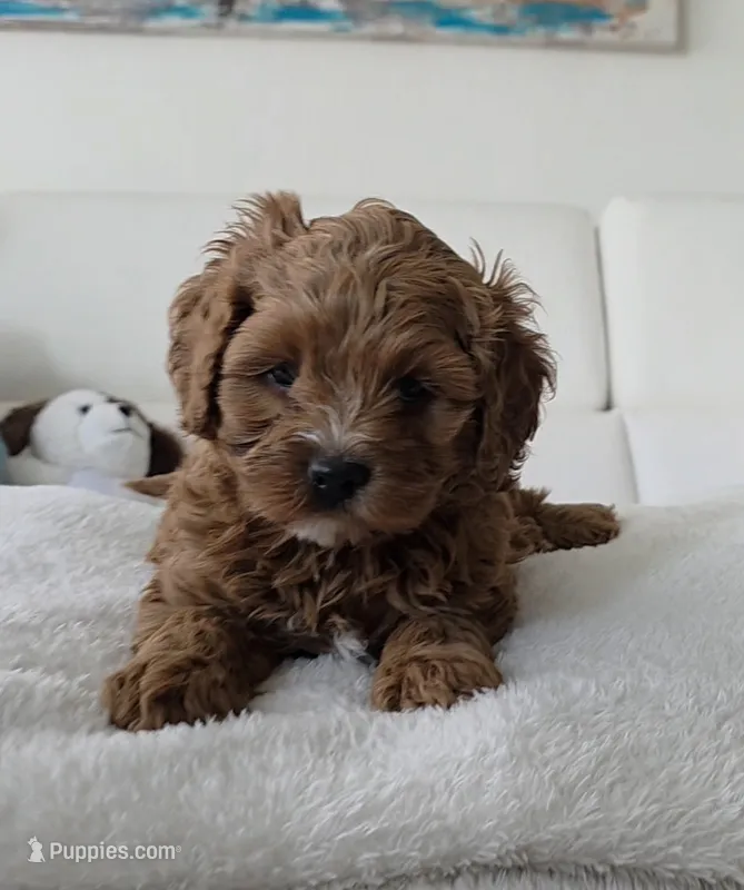 Teddy – Cavapoo puppy for sale in Davie, FL