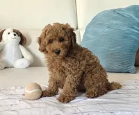 Rusty, a male Poodle - Miniature  for sale in Davie, FL – 4 of 4