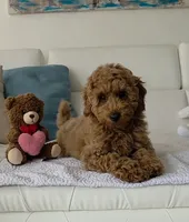 ROSY, a female Poodle - Miniature  for sale in Davie, FL – 2 of 4