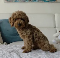 Sunny , a male Poodle - Miniature  for sale in Davie, FL – 2 of 6