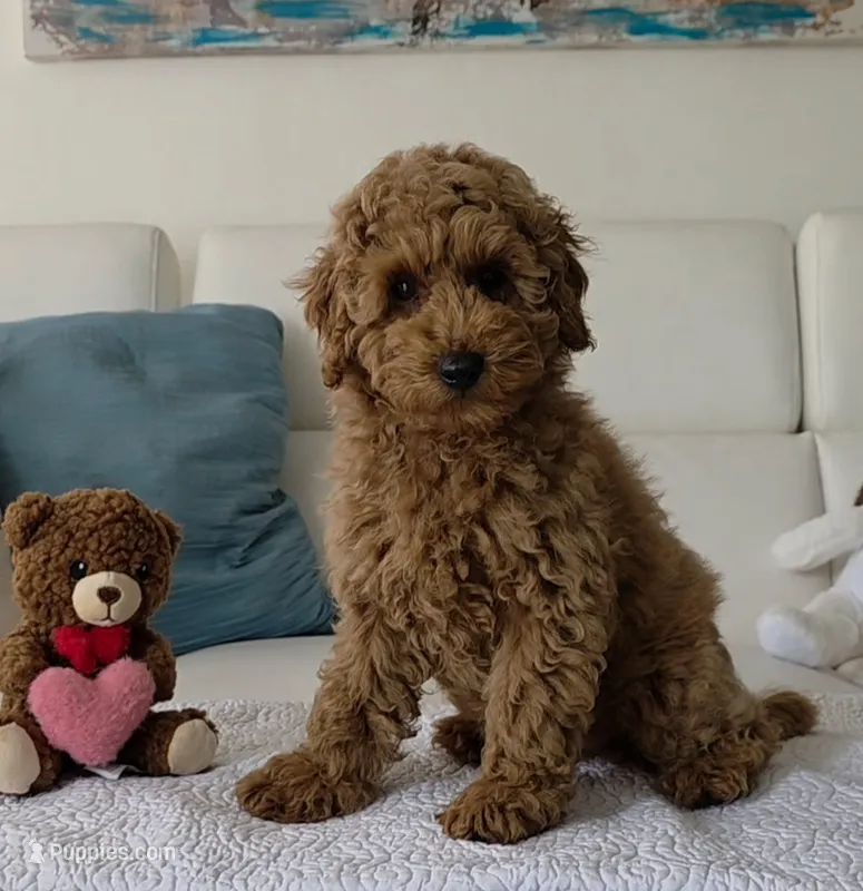 ROSY – Poodle - Miniature  puppy for sale in Davie, FL