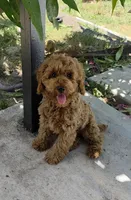 Sunny , a male Poodle - Miniature  for sale in Davie, FL – 5 of 8