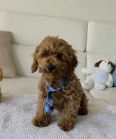 Sunny , a male Poodle - Miniature  for sale in Davie, FL – 3 of 8