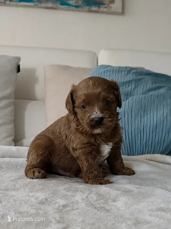 Teddy – Cavapoo puppy for sale in Davie, FL