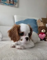 Pebbles , a female Cavalier King Charles Spaniel for sale in Davie, FL – 6 of 9