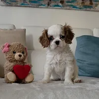 Pebbles , a female Cavalier King Charles Spaniel for sale in Davie, FL – Photo 7 of 8