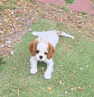 Pebbles , a female Cavalier King Charles Spaniel for sale in Davie, FL – 4 of 9