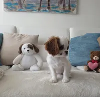 Pebbles , a female Cavalier King Charles Spaniel for sale in Davie, FL – 7 of 9
