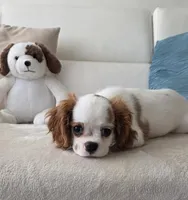 Pebbles , a female Cavalier King Charles Spaniel for sale in Davie, FL – 2 of 9