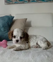 Pebbles , a female Cavalier King Charles Spaniel for sale in Davie, FL – Photo 6 of 7