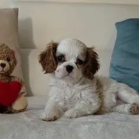 Pebbles , a female Cavalier King Charles Spaniel for sale in Davie, FL – Photo 1 of 8