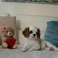 Pebbles , a female Cavalier King Charles Spaniel for sale in Davie, FL – Photo 6 of 8