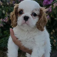 Pebbles , a female Cavalier King Charles Spaniel for sale in Davie, FL – Photo 8 of 8