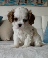 Pebbles , a female Cavalier King Charles Spaniel for sale in Davie, FL – Photo 1 of 7