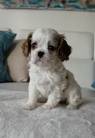 Pebbles , a female Cavalier King Charles Spaniel for sale in Davie, FL – Photo 7 of 7