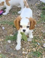 Pebbles , a female Cavalier King Charles Spaniel for sale in Davie, FL – 8 of 9