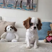 Pebbles , a female Cavalier King Charles Spaniel for sale in Davie, FL – 5 of 9