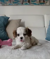 Pebbles , a female Cavalier King Charles Spaniel for sale in Davie, FL – Photo 3 of 7