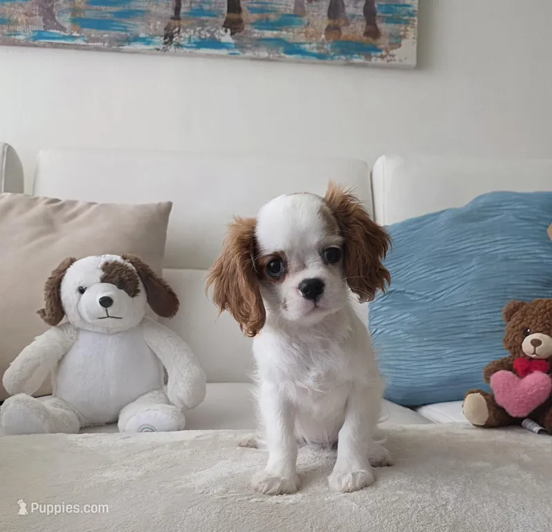 Pebbles  – Cavalier King Charles Spaniel puppy for sale in Davie, FL