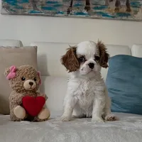 Pebbles , a female Cavalier King Charles Spaniel for sale in Davie, FL – Photo 5 of 8