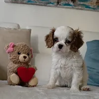 Pebbles , a female Cavalier King Charles Spaniel for sale in Davie, FL – Photo 3 of 8