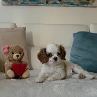 Pebbles , a female Cavalier King Charles Spaniel for sale in Davie, FL – Photo 4 of 8