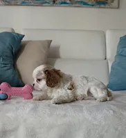 Pebbles , a female Cavalier King Charles Spaniel for sale in Davie, FL – Photo 2 of 7