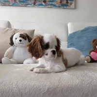 Pebbles , a female Cavalier King Charles Spaniel for sale in Davie, FL – 9 of 9