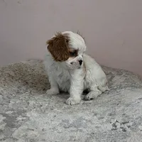 Pebbles , a female Cavalier King Charles Spaniel for sale in Davie, FL – Photo 2 of 8