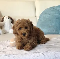 Rusty, a male Poodle - Miniature  for sale in Davie, FL – 3 of 4
