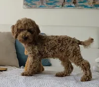 Sunny , a male Poodle - Miniature  for sale in Davie, FL – 3 of 6