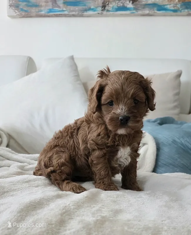 Teddy – Cavapoo puppy for sale in Davie, FL
