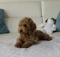 Sunny , a male Poodle - Miniature  for sale in Davie, FL – 4 of 6