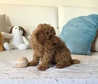 Rusty, a male Poodle - Miniature  for sale in Davie, FL – 2 of 4