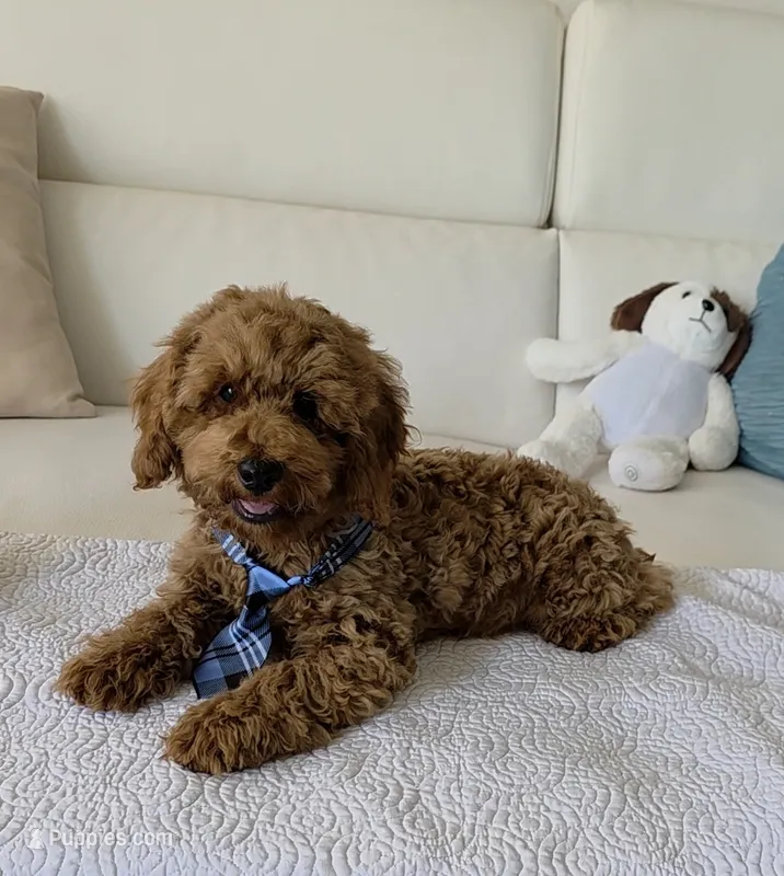 Sunny  – Poodle - Miniature  puppy for sale in Davie, FL