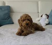 Sunny , a male Poodle - Miniature  for sale in Davie, FL – 6 of 6