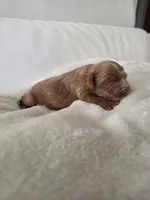 Teddy, a male Cavapoo for sale in Davie, FL – 1 of 4