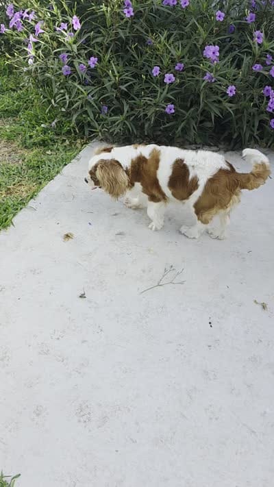 Roxy, a female Cavalier King Charles Spaniel for sale in Davie, FL – 4 of 4
