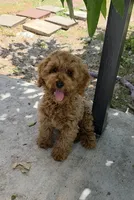 Sunny , a male Poodle - Miniature  for sale in Davie, FL – 7 of 8